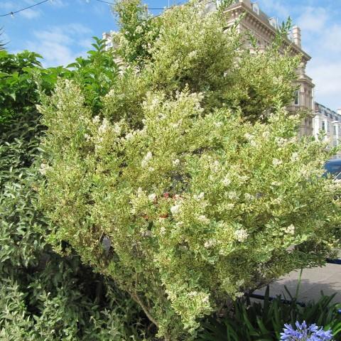 Ligustrum japonicum 'Variegatum' ~ Variegated Ligustrum