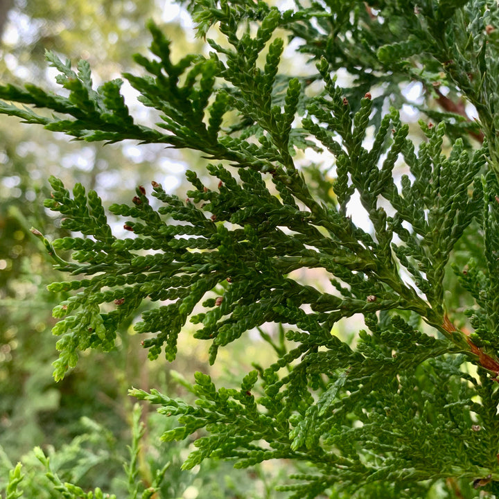 Thuja standishii x plicata 'Green Giant' ~ Green Giant Arborvitae