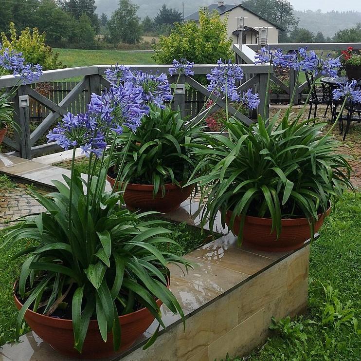 Agapanthus africanus ~ Blue Lily of the Nile