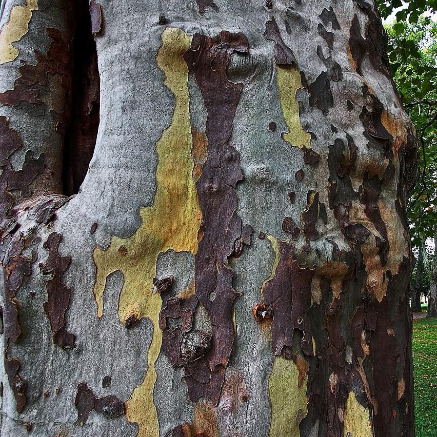 Platanus occidentalis ~ American Sycamore