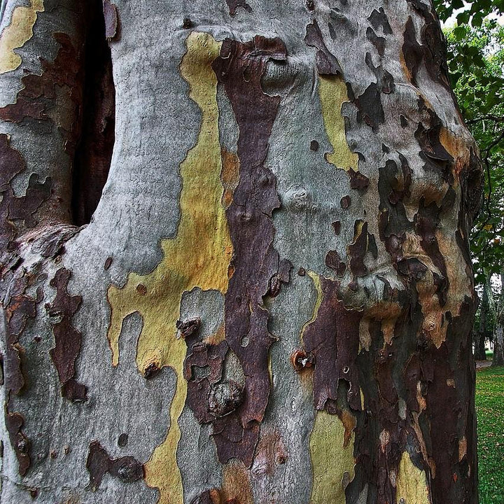 Platanus occidentalis ~ American Sycamore