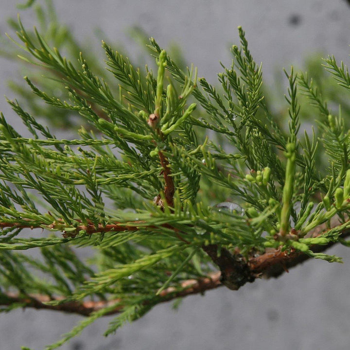 Taxodium ascendens ~ Pond Cypress