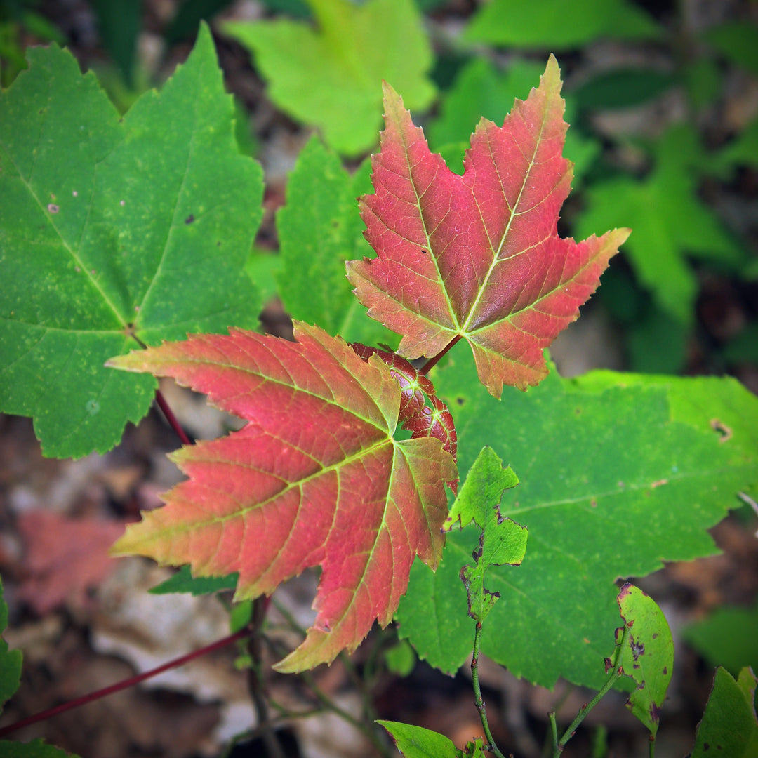 Acer rubrum 'Florida Flame' ~ Florida Flame Red Maple