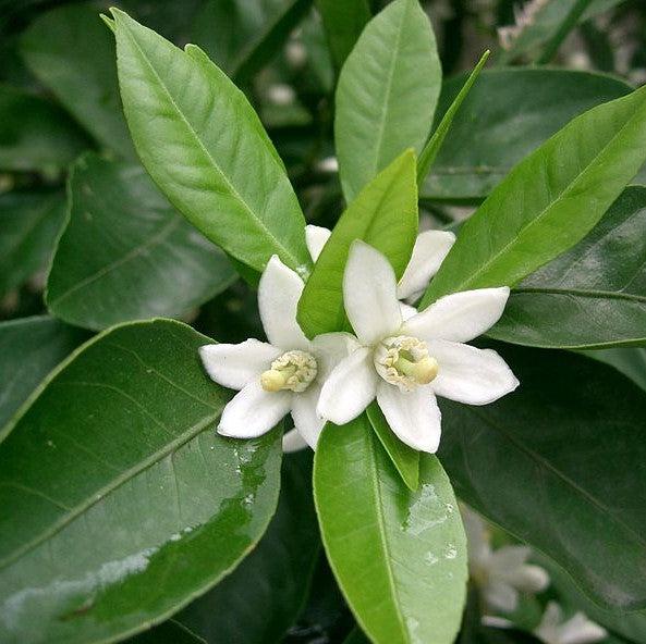 Citrus Unshiu 'Brown Select' ~ Brown Select Satsuma