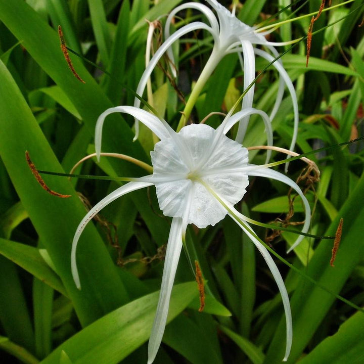 Hymenocallis latifolia ~ Perfumed Spider Lily