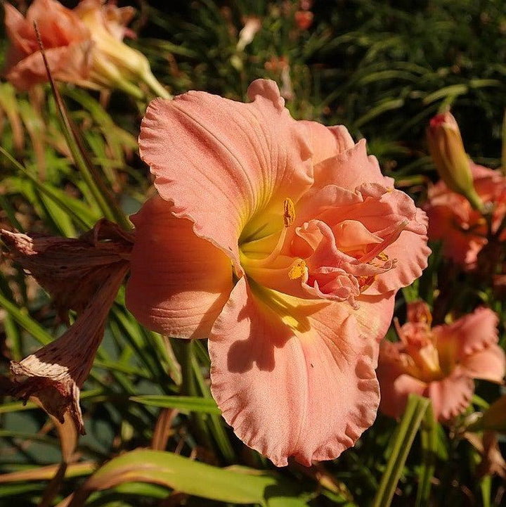 Hemerocallis 'Siloam Double Classic' ~ Siloam Double Classic Daylily