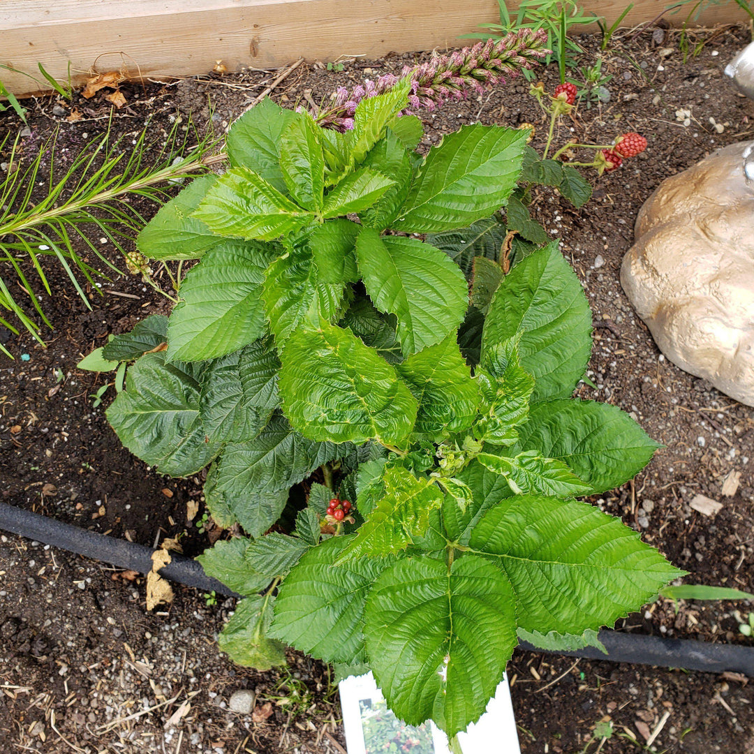 Rubus ulmifolius ‘APF-236T’ ~ Bushel and Berry® Baby Cakes® Thornless Blackberry
