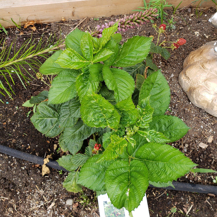 Rubus ulmifolius ‘APF-236T’ ~ Bushel and Berry® Baby Cakes® Thornless Blackberry
