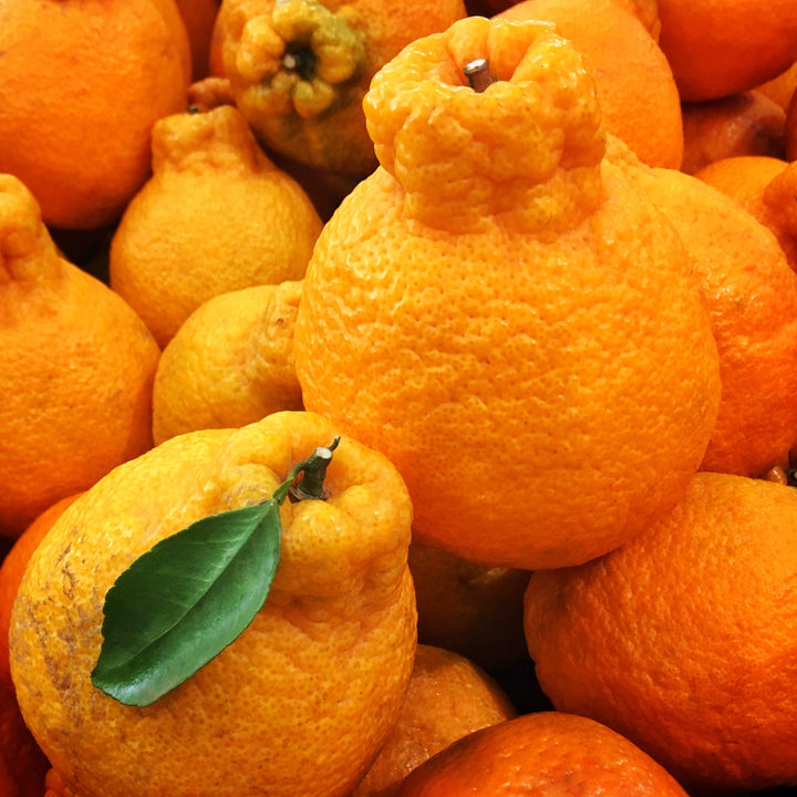 Citrus reticulata 'Ponkan' ~ Ponkan Mandarin