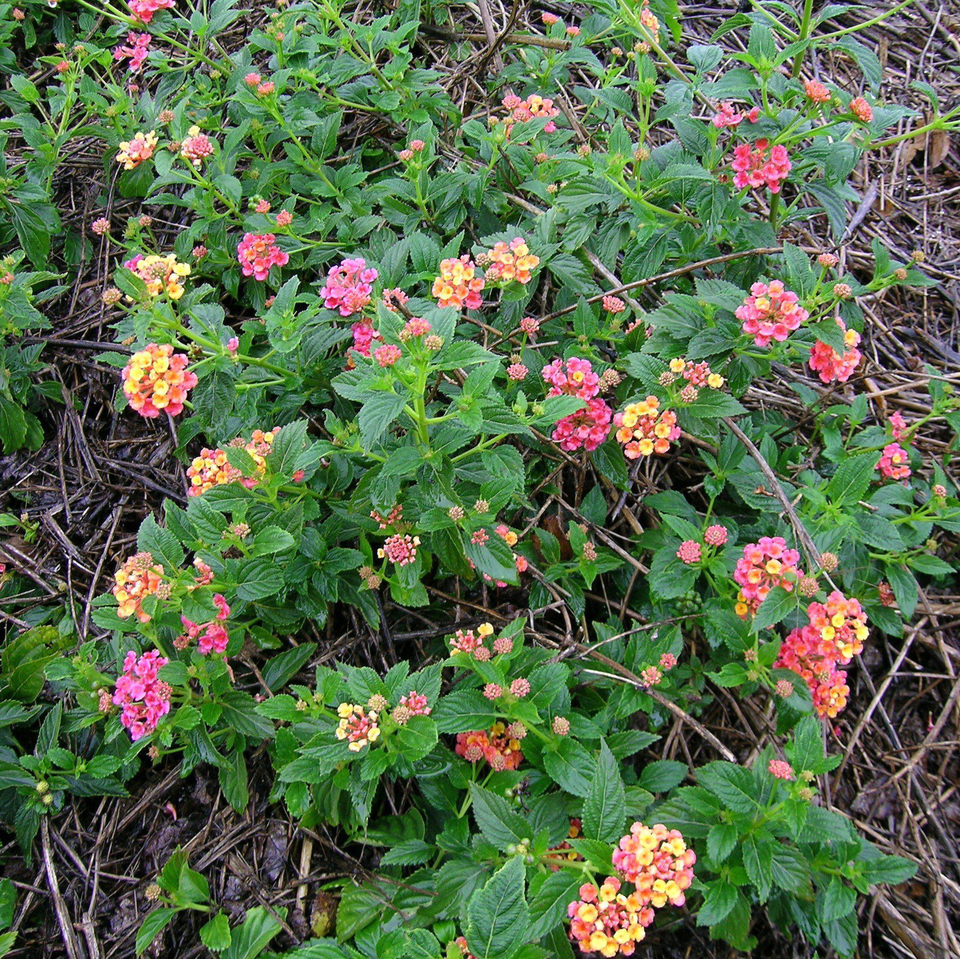 Lantana camara 'Mozelle' ~ Mozelle Lantana – Hahira Nursery