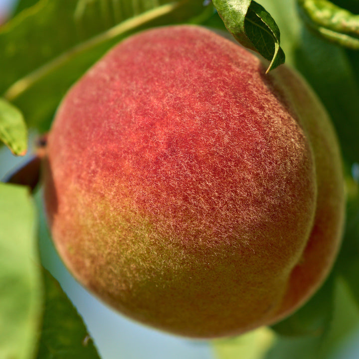 Prunus persica 'Florida King' ~ Florida King Peach