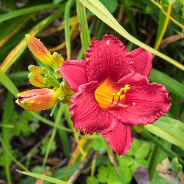 Hemerocallis 'Little Business' ~ Little Business Daylily