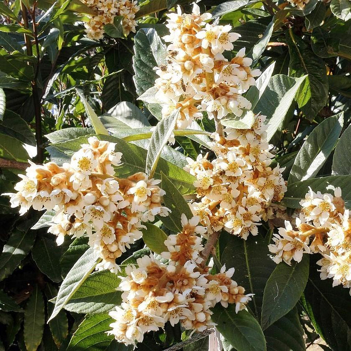 Eriobotrya japonica ~ Loquat
