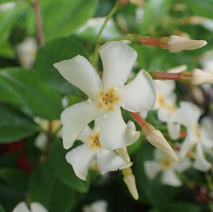 Trachelospermum asiaticum 'Minima' ~ Dwarf Asiatic Jasmine