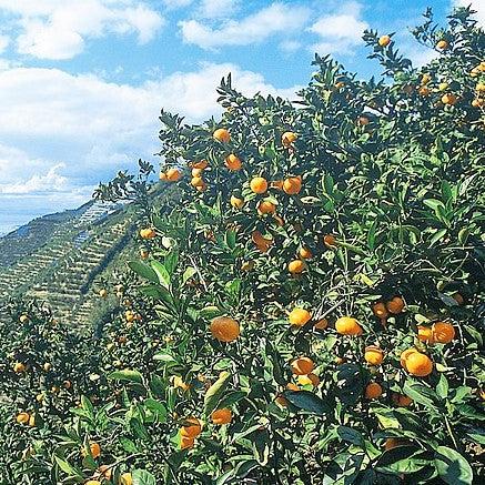 Citrus Unshiu 'Brown Select' ~ Brown Select Satsuma