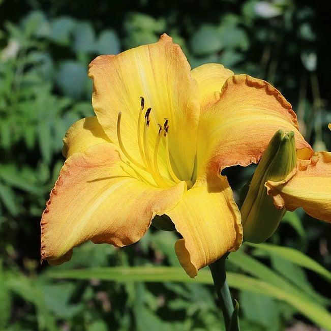 Hemerocallis 'Butterscotch Ruffles' ~ Butterscotch Ruffles Daylily