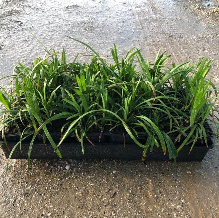 Liriope muscari 'Big Blue' ~ Big Blue Lily Turf