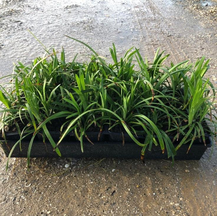 Liriope muscari 'Big Blue' ~ Big Blue Lily Turf