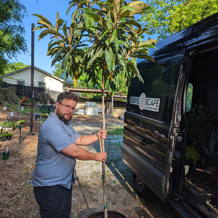 Eriobotrya japonica ~ Loquat