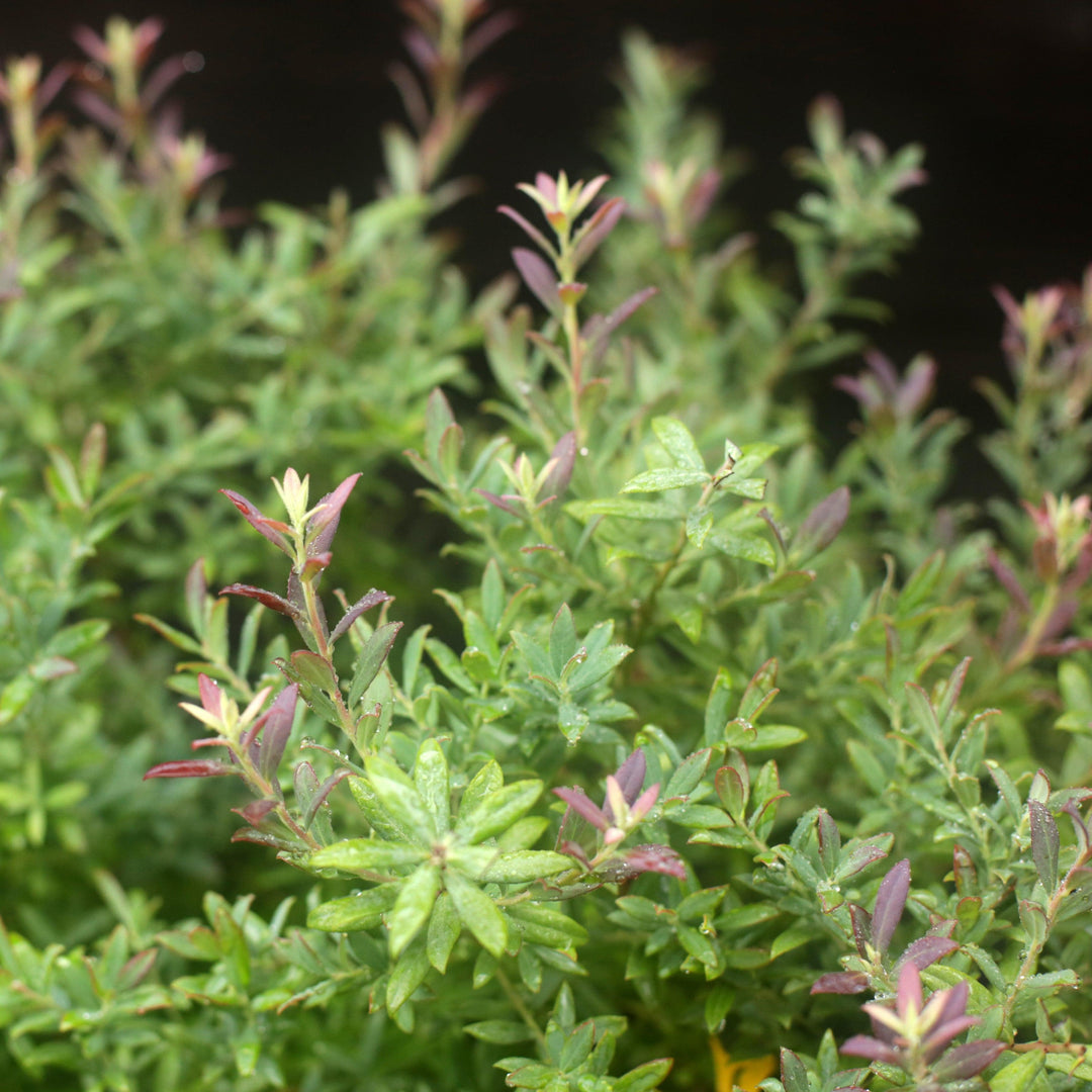 Vaccinium darrowii 'Rosa's Blush' ~ Rosa's Blush Evergreen Blueberry