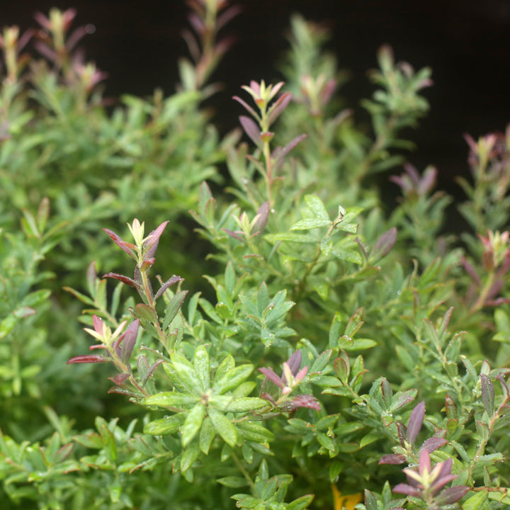 Vaccinium darrowii 'Rosa's Blush' ~ Rosa's Blush Evergreen Blueberry