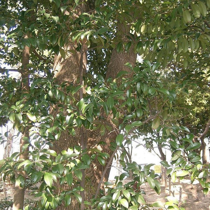 Cleyera japonica ~ Japanese Cleyera