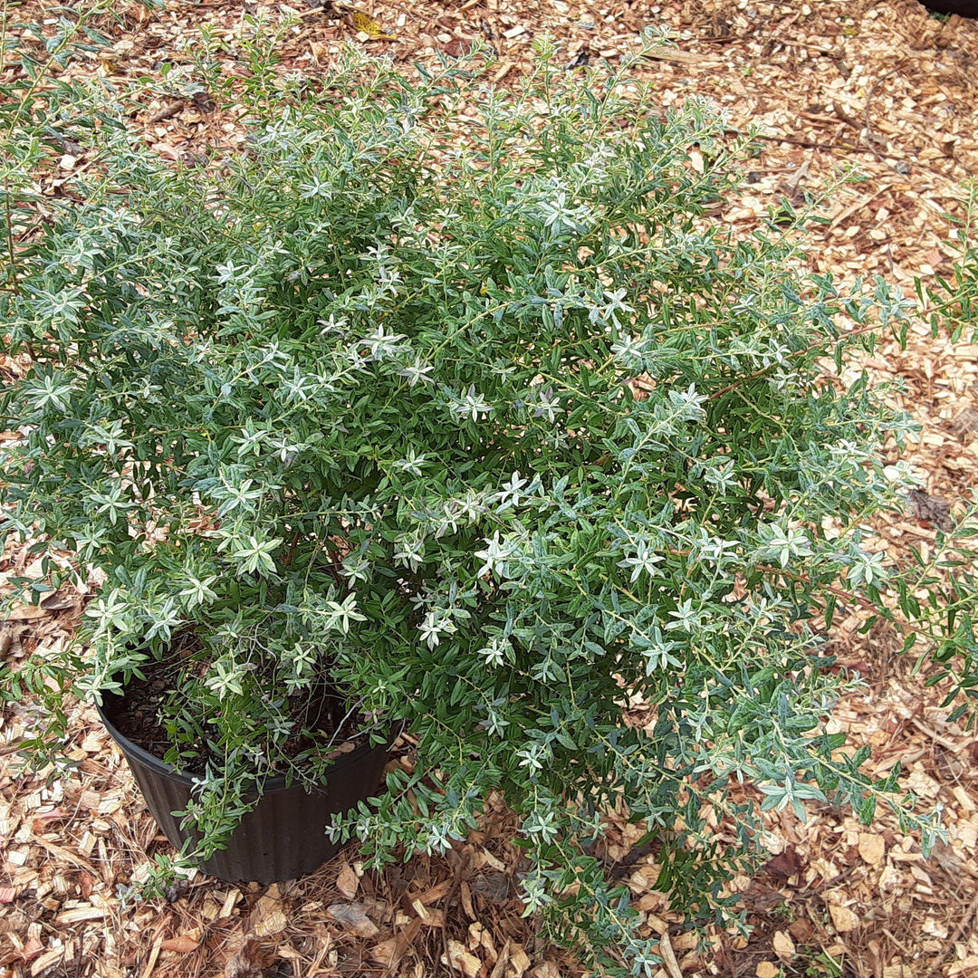 Vaccinium darrowii 'Rosa's Blush' ~ Rosa's Blush Evergreen Blueberry