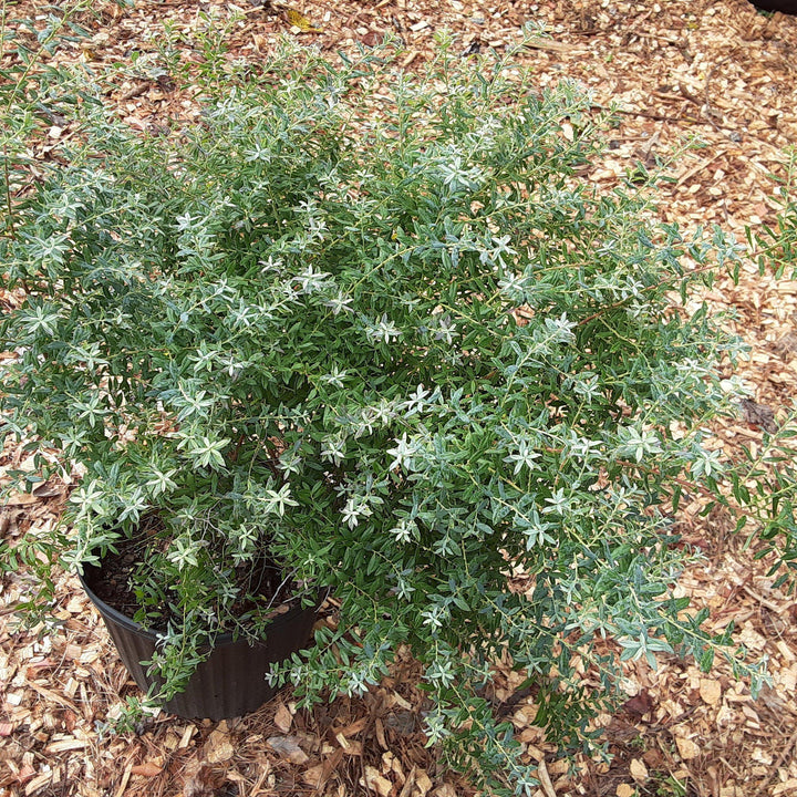 Vaccinium darrowii 'Rosa's Blush' ~ Rosa's Blush Evergreen Blueberry