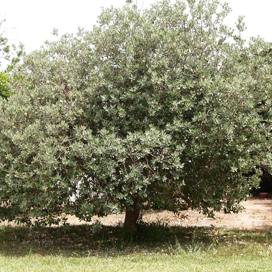 pineapple guava companion plants Feijoa sellowiana ~ Pineapple Guava – Hahira Nursery