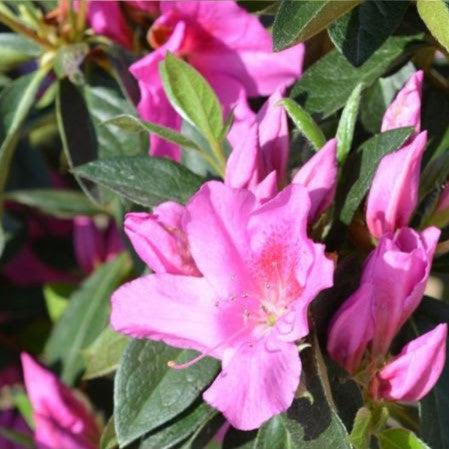 Rhododendron indica 'Formosa' ~ Formosa Azalea, Purple