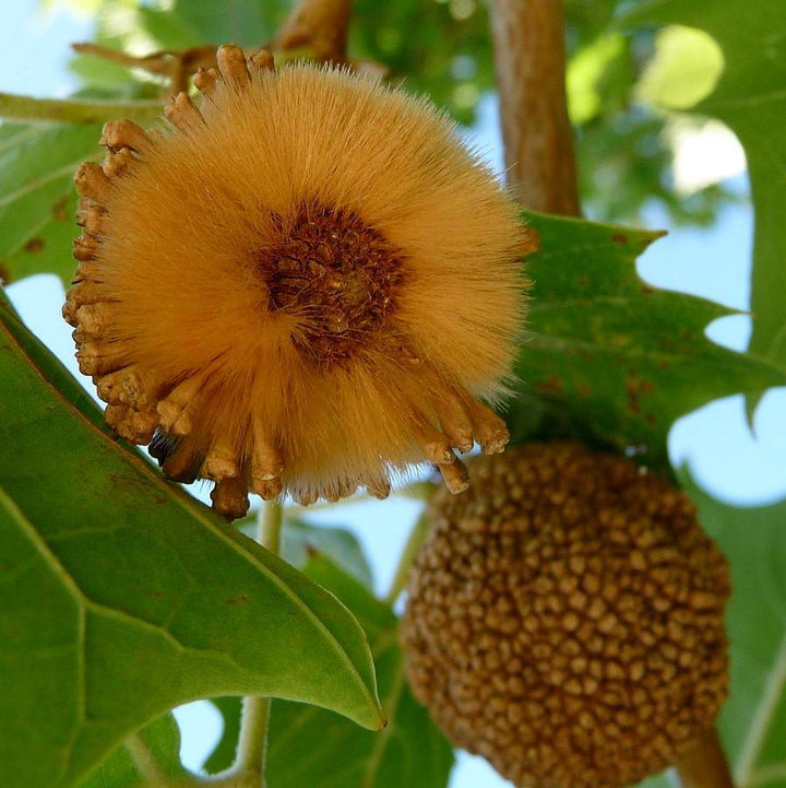 Platanus occidentalis ~ American Sycamore