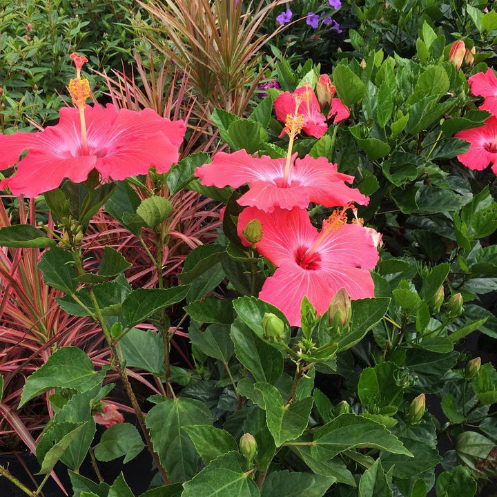 Hibiscus rosa-sinensis 'Painted Lady' ~ Painted Lady Hibiscus