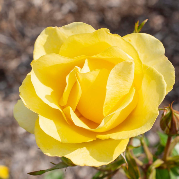 Rosa 'Meianycid' PP 27,894 ~ Bloomables® Gilded Sun™ Rose