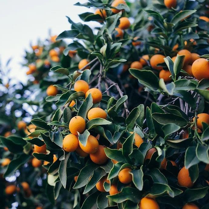 Fortunella crassifolia 'Meiwa' ~ Meiwa Kumquat