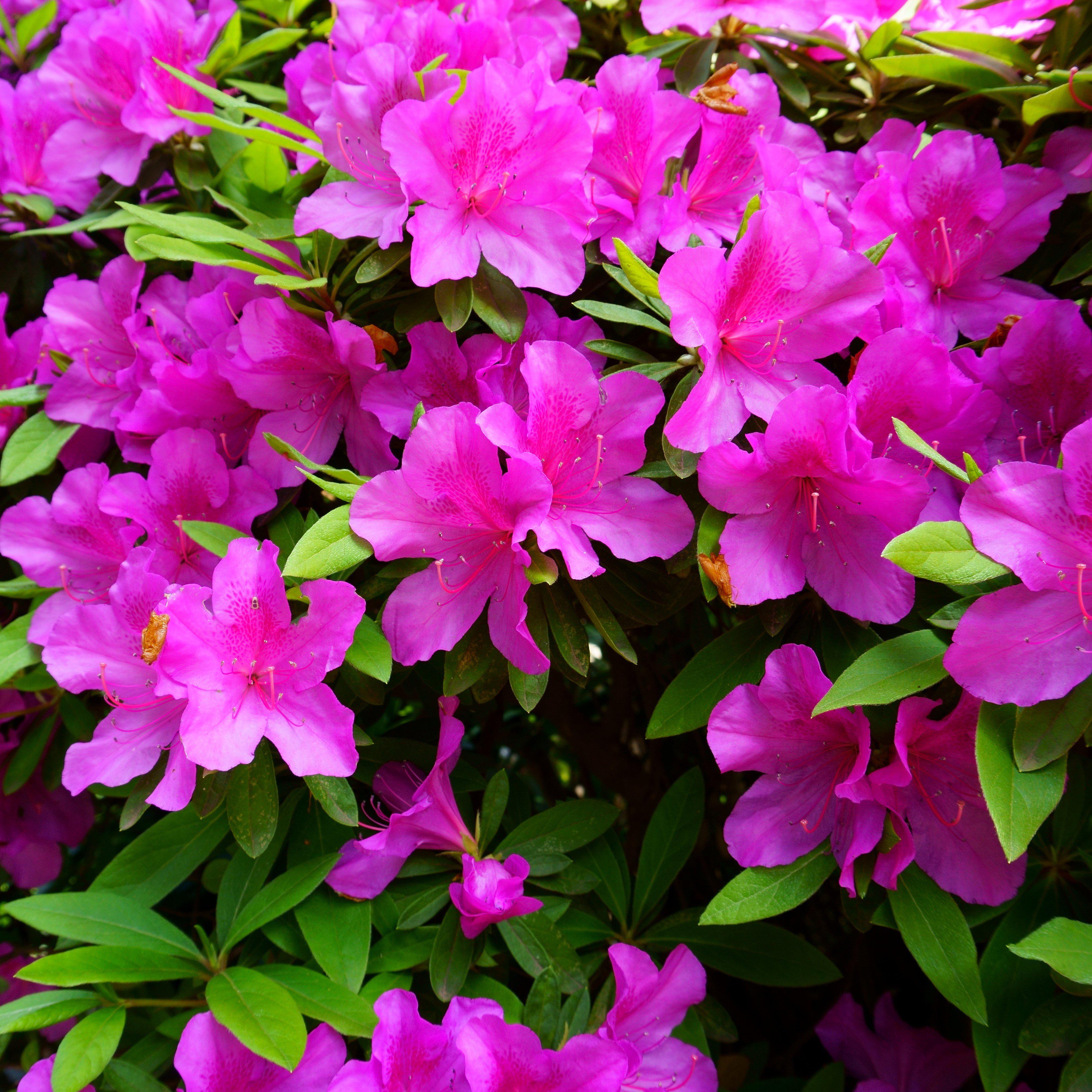 Rhododendron indica 'Formosa' ~ Formosa Azalea, Purple – Hahira