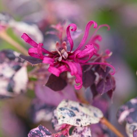 Loropetalum chinense 'Irodori' ~ Jazz Hands Variegated® Fringe Flower