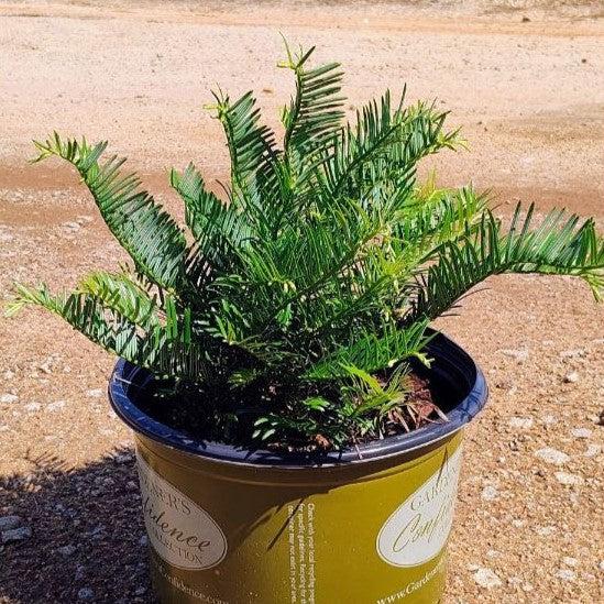 Cephalotaxus harringtonia 'Prostrata' ~ Creeping Japanese Plum Yew, Spreading Plum Yew