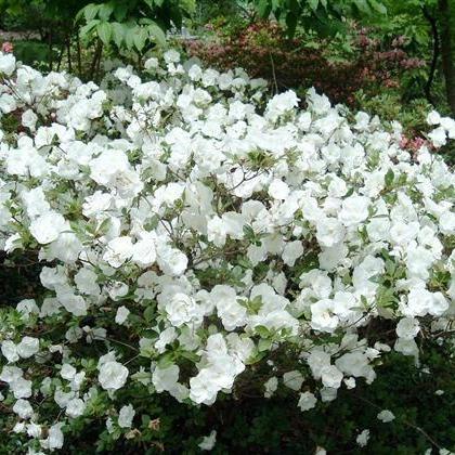 Rhododendron ‘Hardy Gardenia' ~ 'Hardy Gardenia' Azalea, Linwood Hybrid