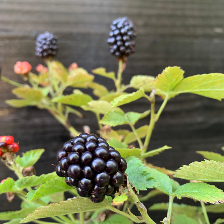 Rubus ulmifolius ‘APF-236T’ ~ Bushel and Berry® Baby Cakes® Thornless Blackberry