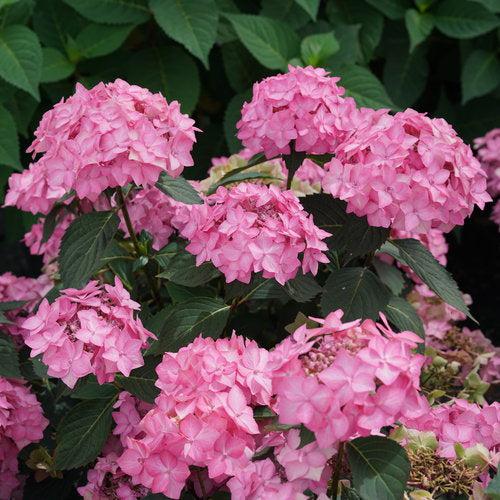 Hydrangea serrata 'SMNHSI' ~ Let's Dance® Can Do!® Hydrangea