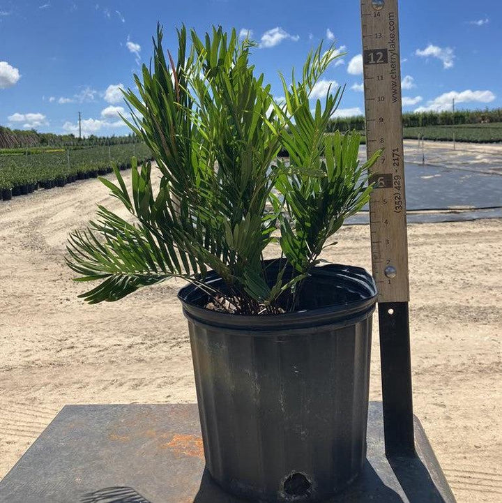 Zamia integrifolia ~ Coontie Palm