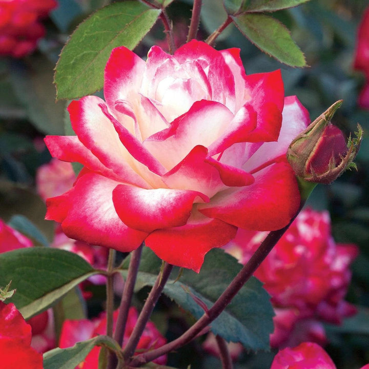 Rosa 'Meiriansois' PP 28,661 ~ Bloomables® Candy Cane Cocktail™ Rose