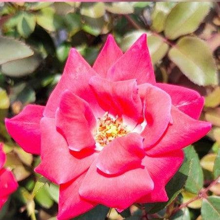 Rosa 'Radtko' PP 16,202 ~ Double Knock Out® Rose – Hahira Nursery