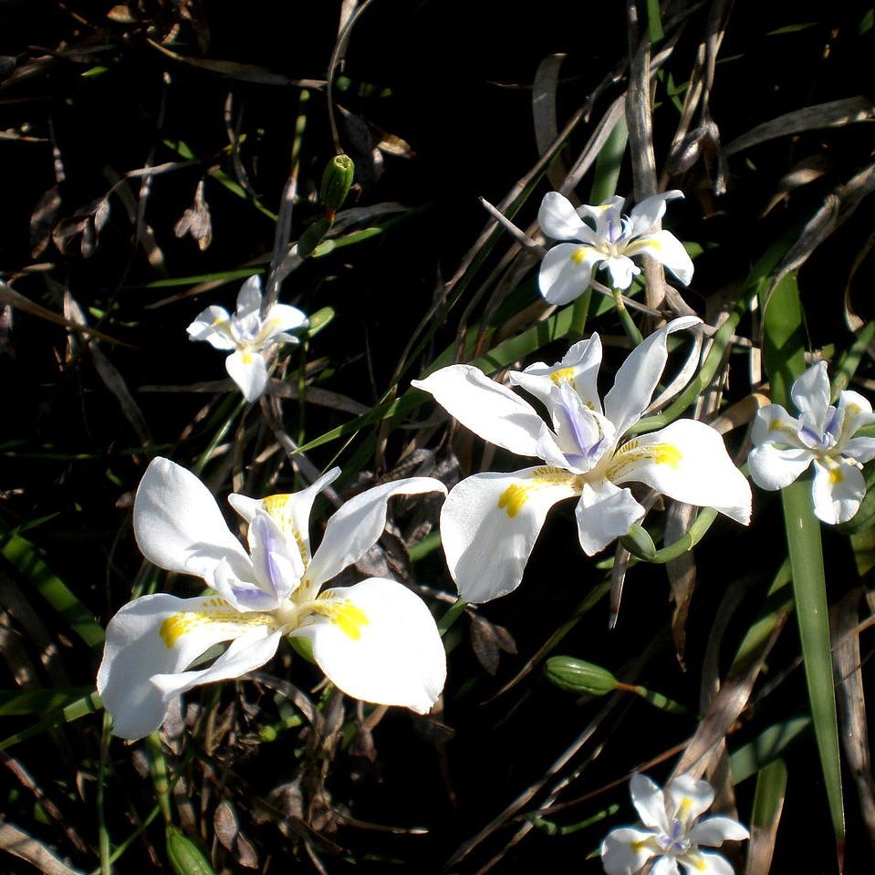 Dietes vegeta ~ African Iris