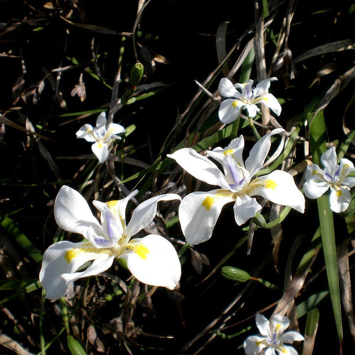 Dietes vegeta ~ African Iris