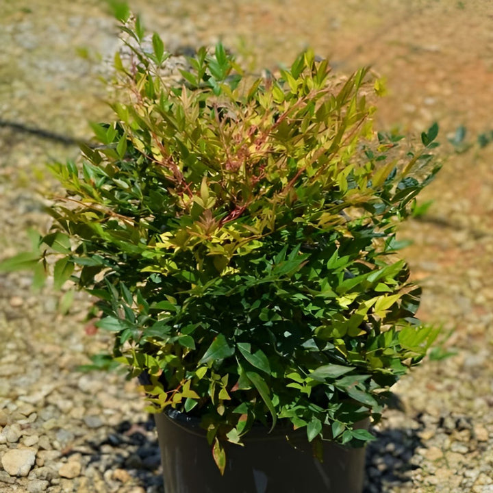 Nandina domestica 'Gulf Stream' ~ Gulf Stream Heavenly Bamboo