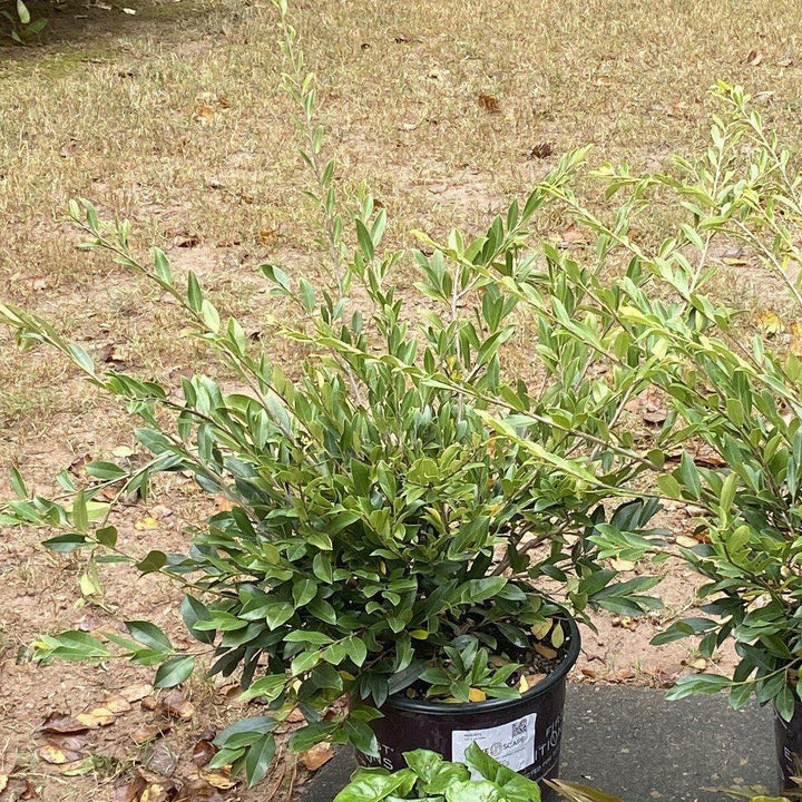 Distylium 'BLDY01' ~  Bayou Bliss™ Distylium, Jewel Box™ Distylium,