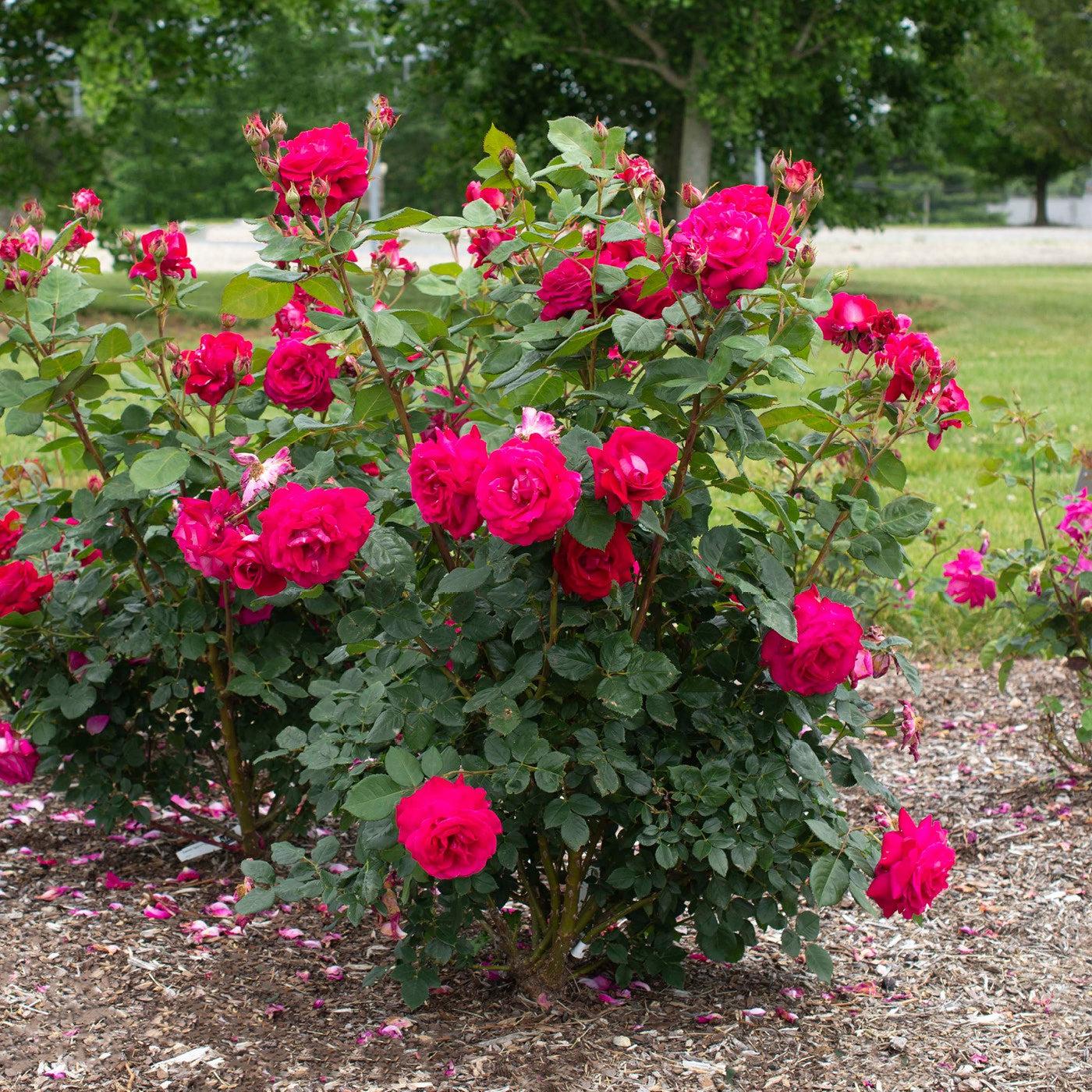 Rosa 'Meithatie' PP 30,860 ~ Bloomables® Sweet Spirit™ Rose