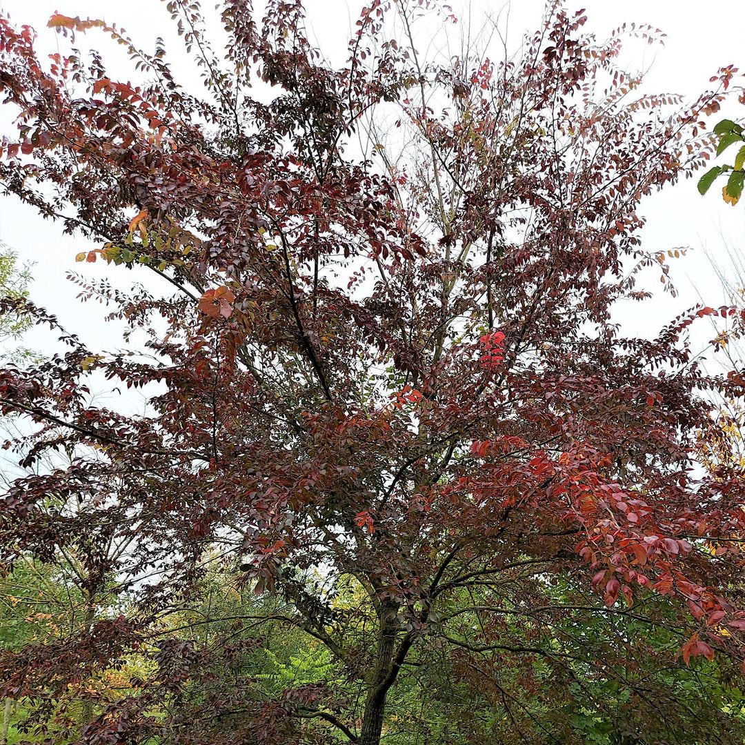 Ulmus x 'Frontier' ~ Frontier Elm