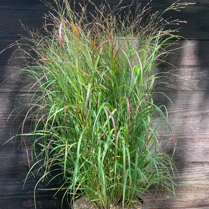 Panicum virgatum 'Shenandoah' ~ Shenandoah Switch Grass